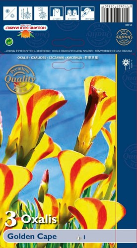 Oxalis golden - (◕‿◕)\@, "golden