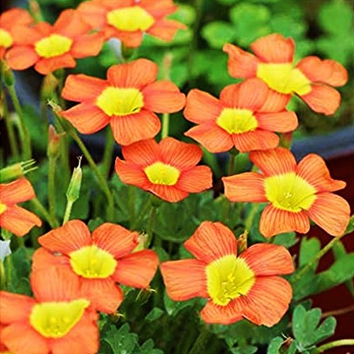 Oxalis blumenzwiebeln zwiebeln - blumenzwiebeln,