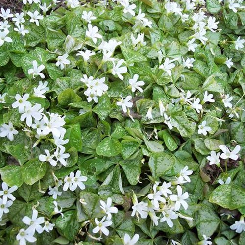 Oxalis blumenzwiebeln zwiebeln - blumenzwiebeln,