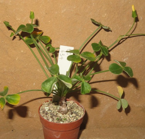 Oxalis carnosa ot634 - oxalis, eb-ot634-t5
