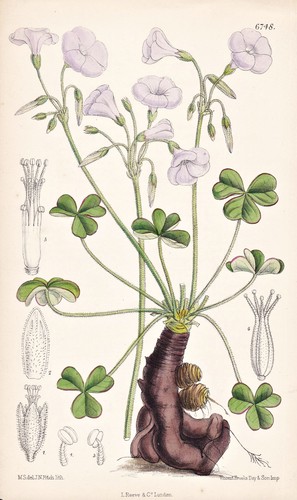 Oxalis articulata brasil blume - articulata,