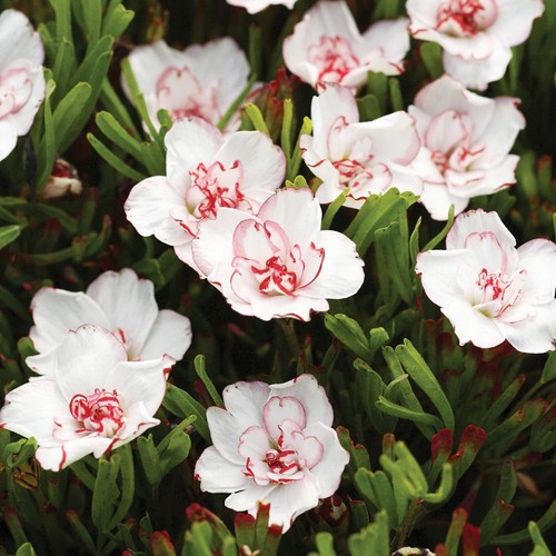 Oxalis blumenzwiebeln zwiebeln - oxalis,