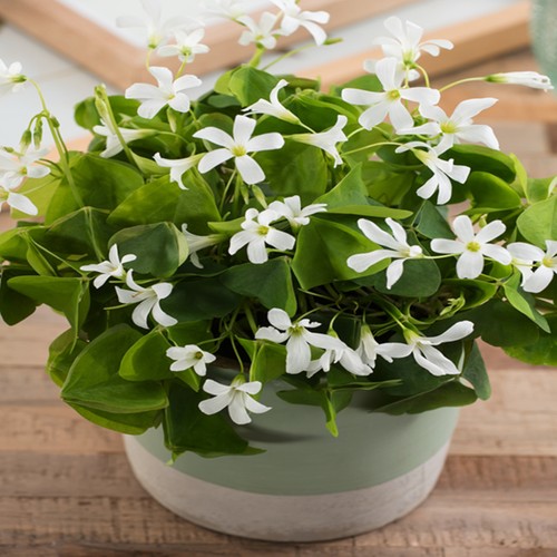 Oxalis blumenzwiebeln zwiebeln - oxalis,