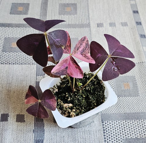 Oxalis triangularis pink - oxalis,