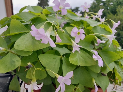 Bulbs oxalis triangularis - bulbs,