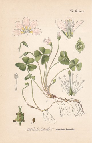 Oxalis acetosella sauerklee - acetosella,