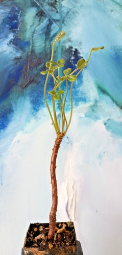 Oxalis megalorrhiza