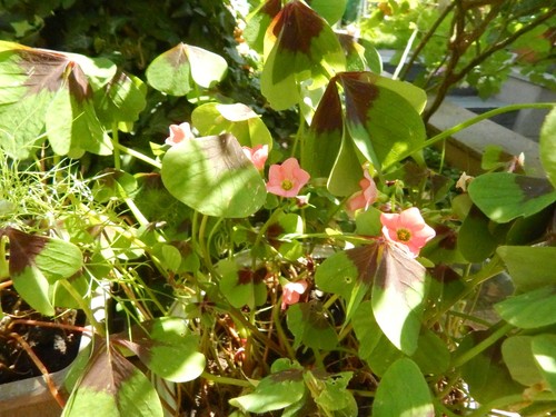 Glücksklee oxalis 15 - glücksklee,, ,