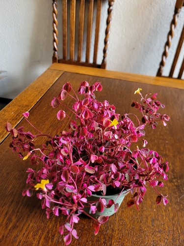 Oxalis spiralis vulcanicola