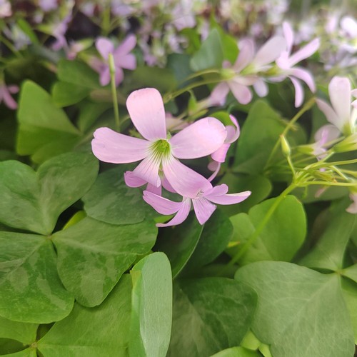 Oxalis irish - ,