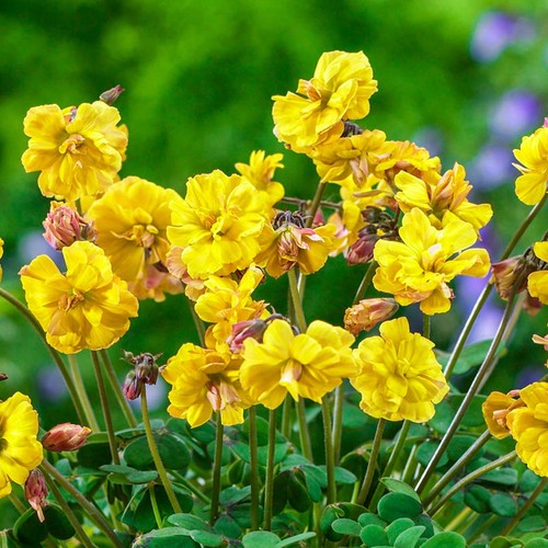 Oxalis blumenzwiebeln zwiebeln - oxalis,