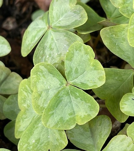 Oxalis blumenzwiebeln zwiebeln - oxalis,