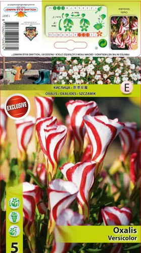 Oxalis - @, (◕‿◕)\@