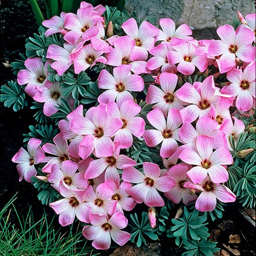 Oxalis adenophylla