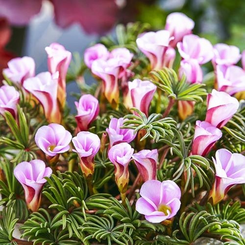Oxalis blumenzwiebeln zwiebeln - oxalis,