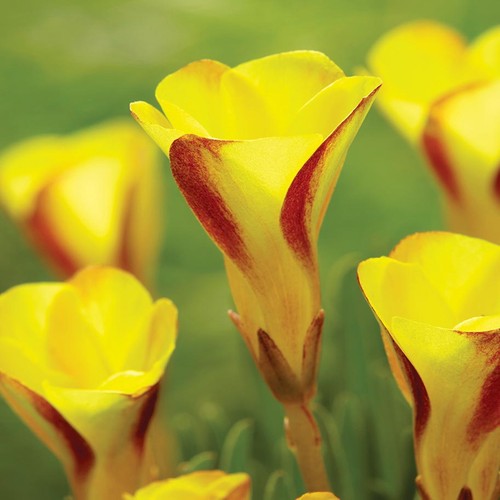 Oxalis blumenzwiebeln zwiebeln - oxalis,