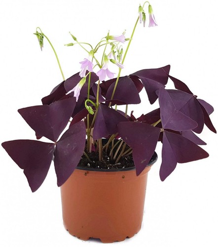Oxalis triangularis mijke - oxalis,