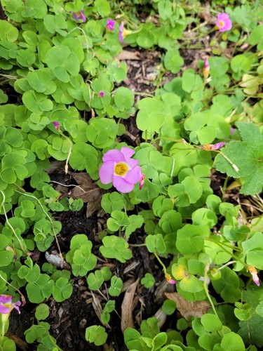 Selten rarität oxalis - selten,
