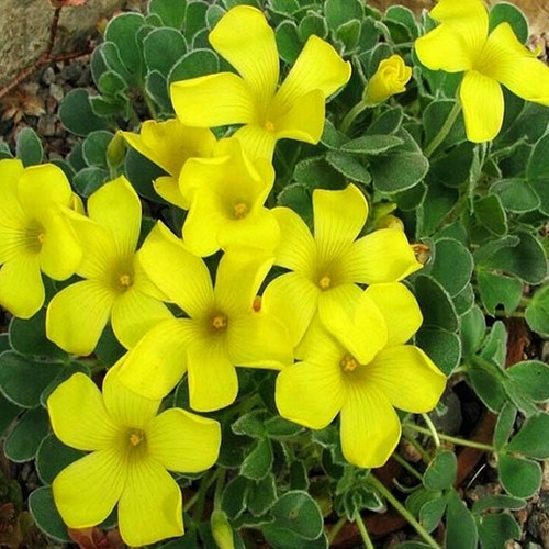 Oxalis blumenzwiebeln zwiebeln - blumenzwiebeln,