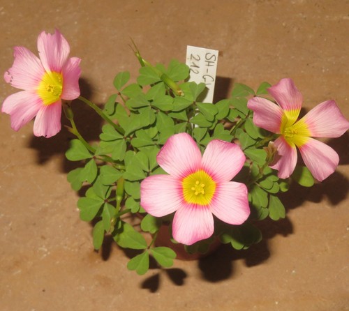 Oxalis obtusa pink hybrid - oxalis,