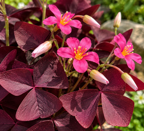 Sale oxalis triangularis alba - sale,