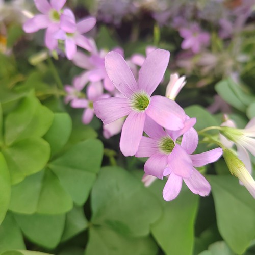Oxalis - (◕‿◕)\@,