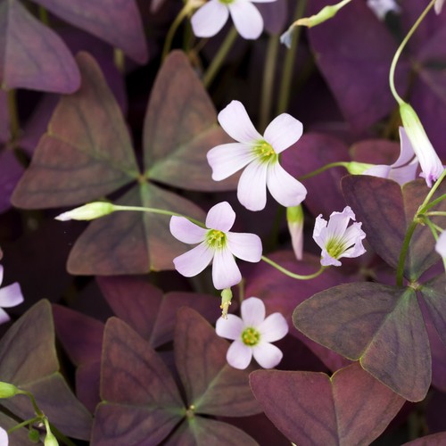 Oxalis blumenzwiebeln zwiebeln - oxalis,