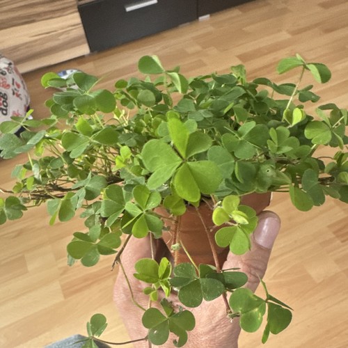 Oxalis corniculata acetosella - oxalis, ,acetosella