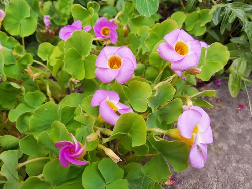 Bulbs oxalis depressa - oxalis,
