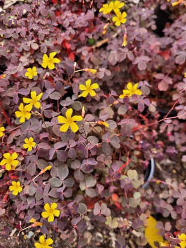 Oxalis spiralis vulcanicola