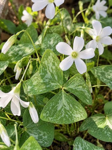 Rhizome oxalis irish mist - rhizome,