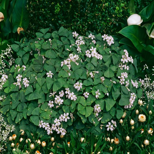 Oxalis blumenzwiebeln zwiebeln - oxalis,