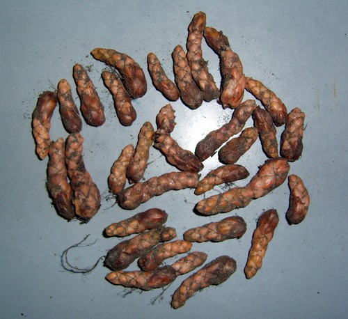 Roter glücksklee - glücksklee,