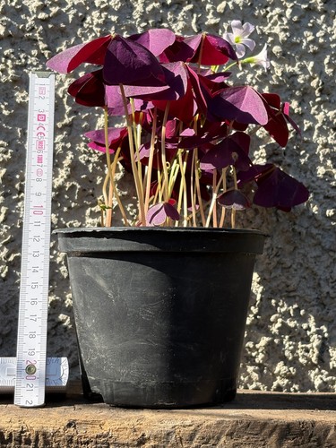 Oxalis triangularis