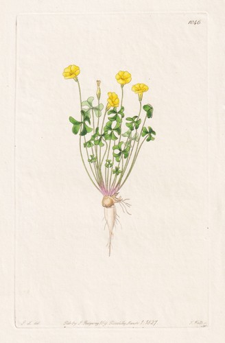 Oxalis tenera botanik - oxalis, flower