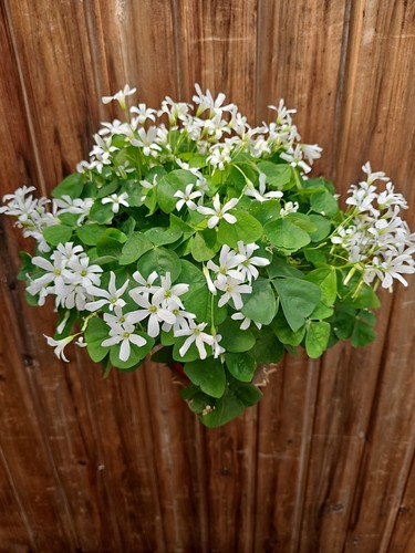 Oxalis große lebende - oxalis,