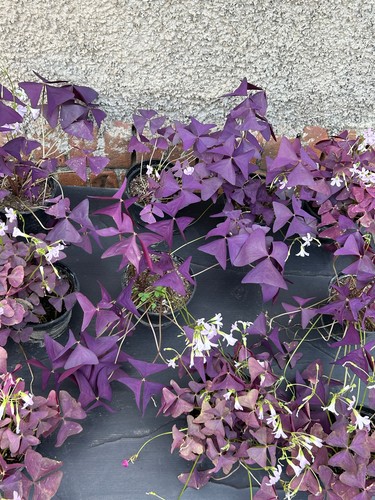 Blühende oxalis triangularis - blühende,