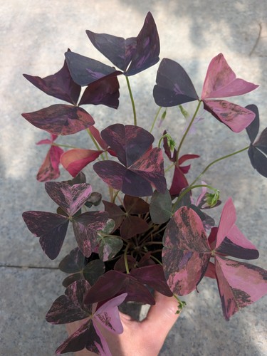Oxalis triangularis pink - oxalis,