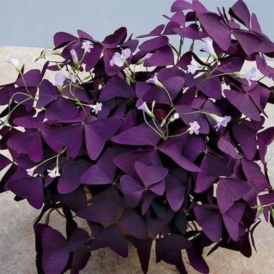 Roter glücksklee oxalis - roter,