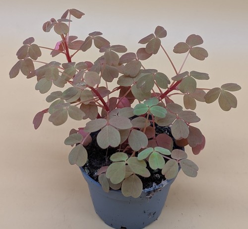 Oxalis sunset yellow - oxalis,