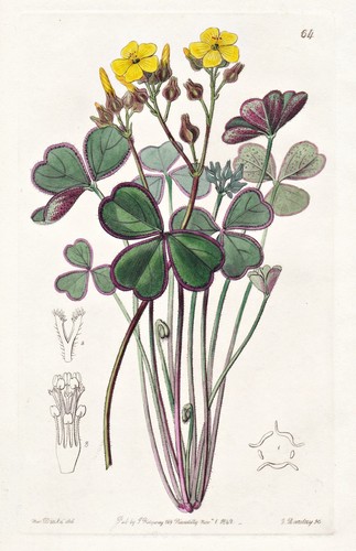 Oxalis rubrocincta guatemala - oxalis,
