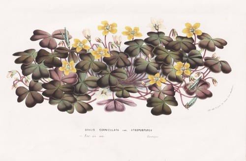 Oxalis corniculata sauerklee - corniculata,