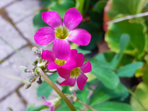 Bulb soxalis lasiandra - soxalis,