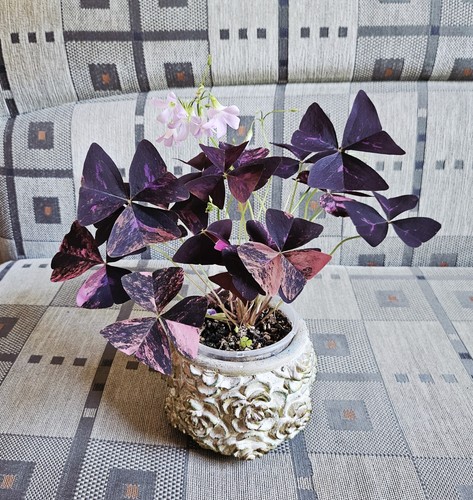 Oxalis triangularis pink - oxalis,