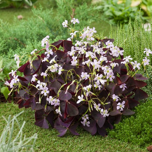 Oxalis blumenzwiebeln zwiebeln - oxalis,
