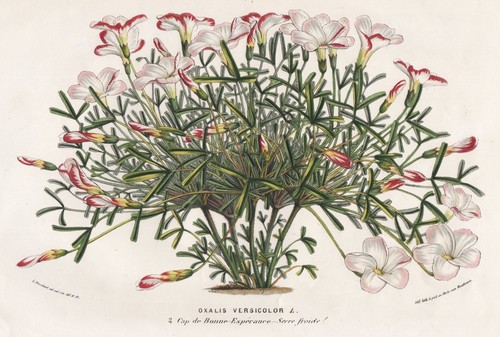Oxalis versicolor sauerklee - oxalis,