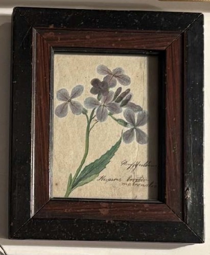 Antik botan aquarell oxalis - antik.,