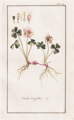 Oxalis acetosella sauerklee - acetosella,