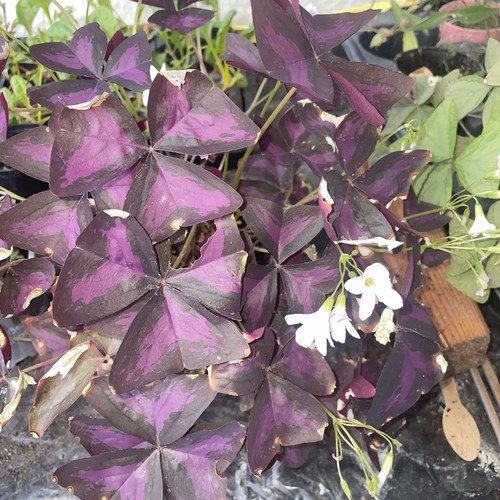Herzblattklee liebesklee rote - herzblattklee,,
