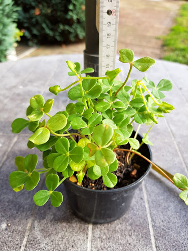 Glücksklee oxalis carnosa - glücksklee,